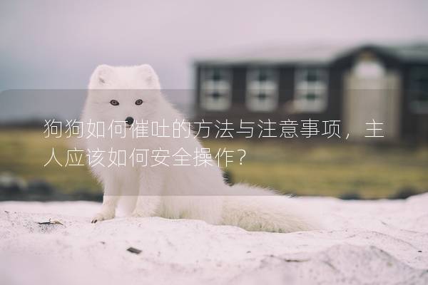 狗狗如何催吐的方法與注意事項，主人應該如何安全操作？