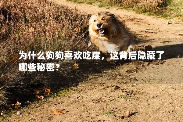 為什么狗狗喜歡吃屎，這背后隱藏了哪些秘密？