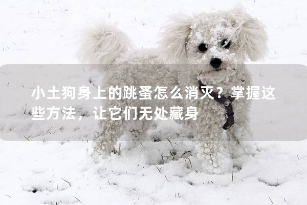 小土狗身上的跳蚤怎么消滅?掌握這些方法,讓它們無處藏身 小土狗身上的跳蚤怎么消滅?掌握這些方法,讓它們無處藏身