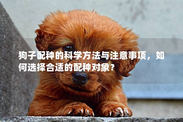 狗子配種的科學方法與注意事項，如何選擇合適的配種對象？