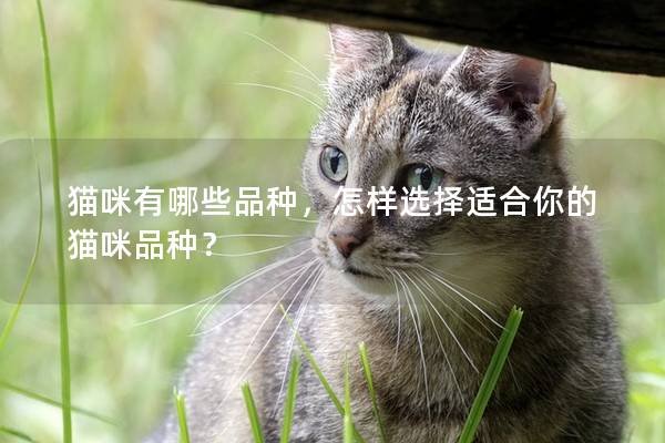 貓咪有哪些品種，怎樣選擇適合你的貓咪品種？
