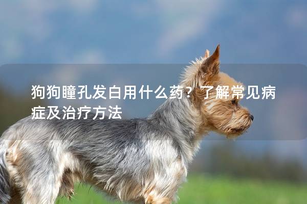 狗狗瞳孔發白用什么藥？了解常見病癥及治療方法