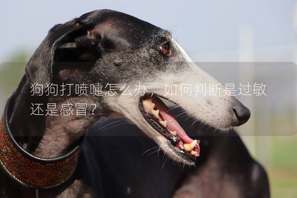 狗狗打噴嚏怎么辦，如何判斷是過敏還是感冒？