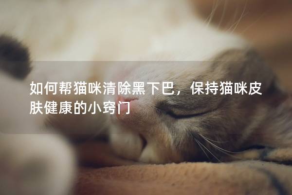 如何幫貓咪清除黑下巴，保持貓咪皮膚健康的小竅門