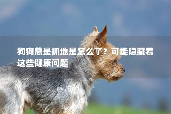 狗狗總是抓地是怎么了？可能隱藏著這些健康問題