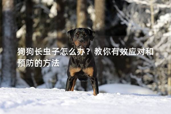 狗狗長(zhǎng)蟲子怎么辦？教你有效應(yīng)對(duì)和預(yù)防的方法