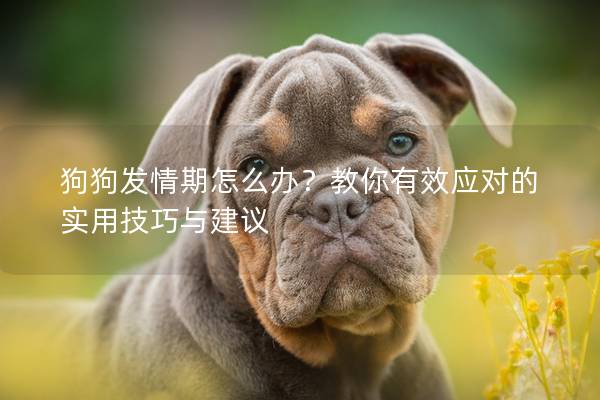 狗狗發情期怎么辦?教你有效應對的實用技巧與建議 狗狗發情期怎么辦?教你有效應對的實用技巧與建議