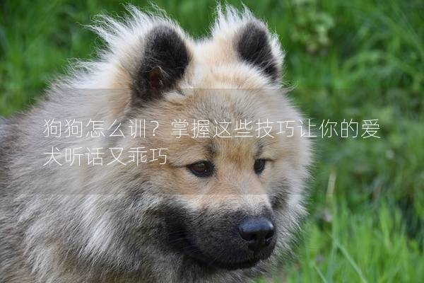 狗狗怎么訓？掌握這些技巧讓你的愛犬聽話又乖巧