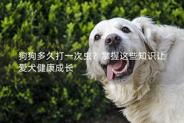 狗狗多久打一次蟲？掌握這些知識讓愛犬健康成長