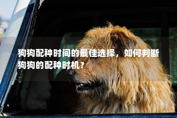 狗狗配種時間的最佳選擇,如何判斷狗狗的配種時機? 狗狗配種時間的最佳選擇,如何判斷狗狗的配種時機?