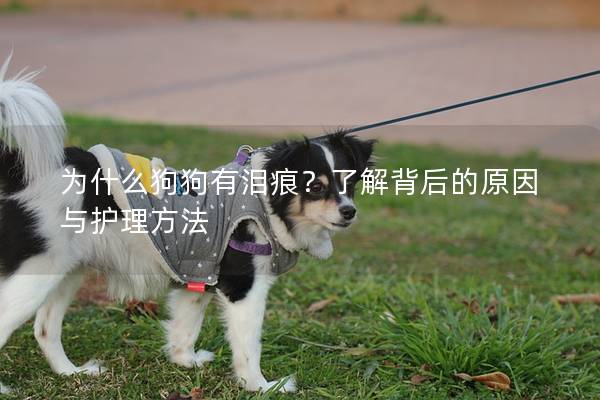 為什么狗狗有淚痕？了解背后的原因與護理方法