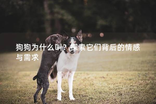 狗狗為什么叫?探索它們背后的情感與需求 狗狗為什么叫?探索它們背后的情感與需求