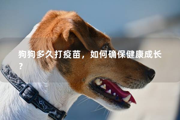 狗狗多久打疫苗，如何確保健康成長？