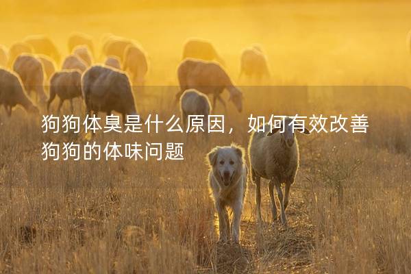 狗狗體臭是什么原因，如何有效改善狗狗的體味問題