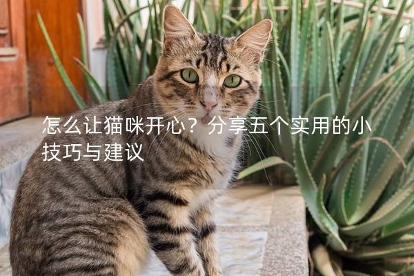 怎么讓貓咪開心？分享五個實用的小技巧與建議