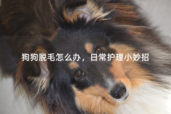 狗狗脫毛怎么辦,日常護理小妙招 狗狗脫毛怎么辦,日常護理小妙招