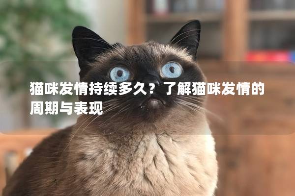 貓咪發情持續多久？了解貓咪發情的周期與表現