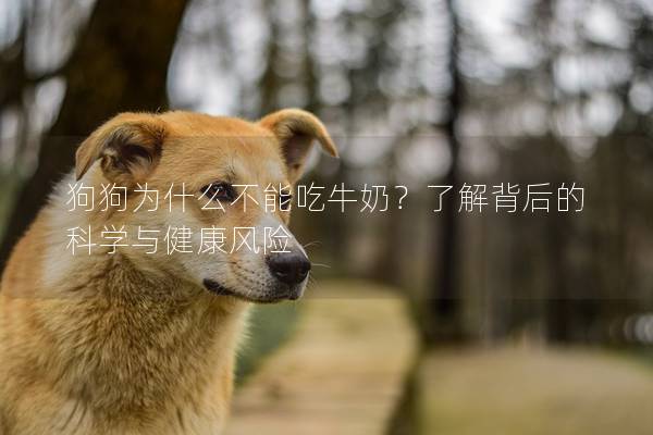 狗狗為什么不能吃牛奶？了解背后的科學(xué)與健康風(fēng)險(xiǎn)