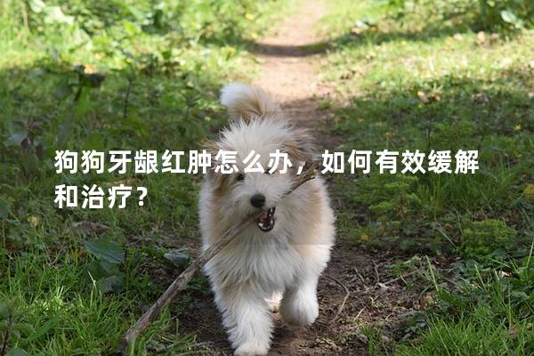 狗狗牙齦紅腫怎么辦，如何有效緩解和治療？