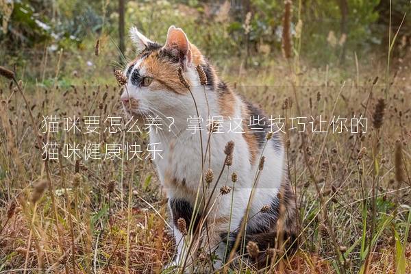 貓咪要怎么養？掌握這些技巧讓你的貓咪健康快樂