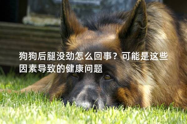 狗狗后腿沒勁怎么回事？可能是這些因素導(dǎo)致的健康問題