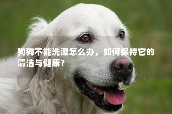 狗狗不能洗澡怎么辦,如何保持它的清潔與健康?