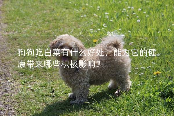 狗狗吃白菜有什么好處，能為它的健康帶來哪些積極影響？