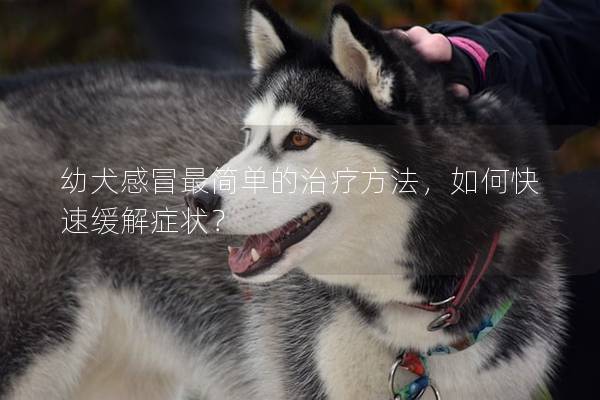 幼犬感冒最簡單的治療方法,如何快速緩解癥狀? 幼犬感冒最簡單的治療方法,如何快速緩解癥狀?