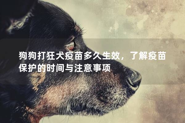 狗狗打狂犬疫苗多久生效，了解疫苗保護的時間與注意事項