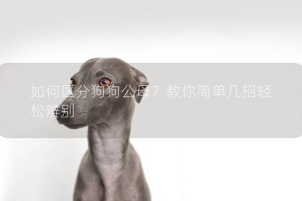 如何區分狗狗公母？教你簡單幾招輕松辨別