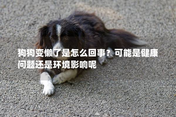 狗狗變懶了是怎么回事？可能是健康問題還是環境影響呢