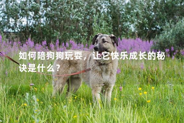 如何陪狗狗玩耍，讓它快樂成長的秘訣是什么？