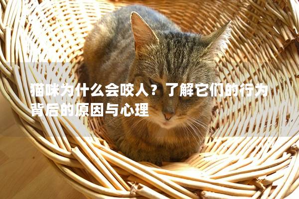 貓咪為什么會(huì)咬人？了解它們的行為背后的原因與心理
