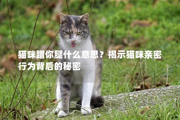 貓咪蹭你腿什么意思？揭示貓咪親密行為背后的秘密