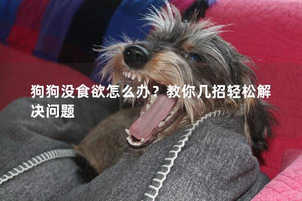狗狗沒食欲怎么辦？教你幾招輕松解決問題