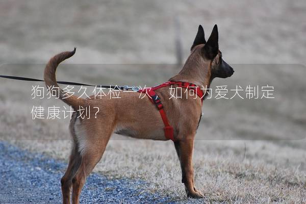 狗狗多久體檢一次，如何為愛犬制定健康計(jì)劃？