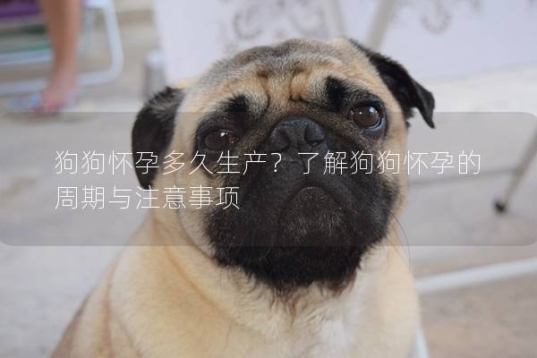 狗狗懷孕多久生產？了解狗狗懷孕的周期與注意事項
