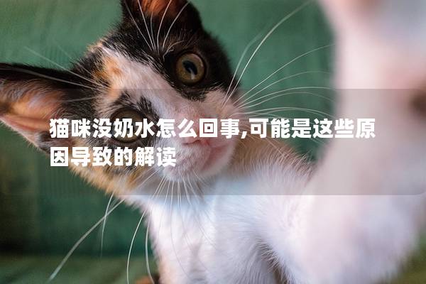 貓咪沒奶水怎么回事,可能是這些原因導致的解讀