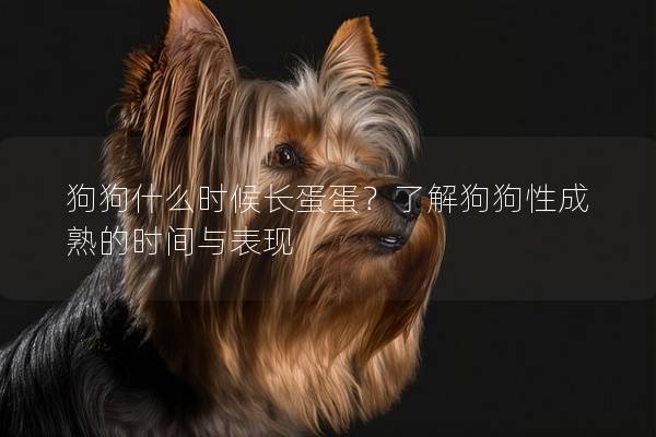 狗狗什么時候長蛋蛋？了解狗狗性成熟的時間與表現