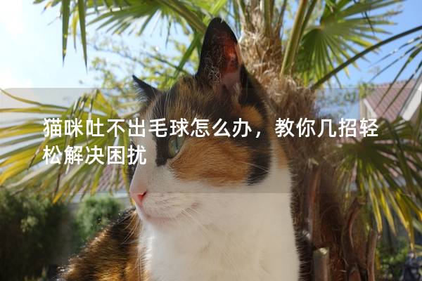 貓咪吐不出毛球怎么辦，教你幾招輕松解決困擾