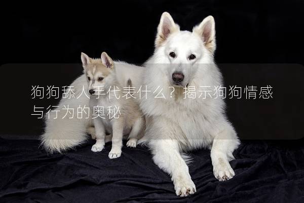 狗狗舔人手代表什么？揭示狗狗情感與行為的奧秘