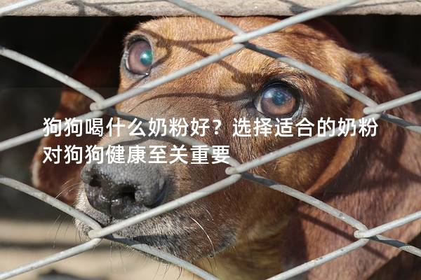 狗狗喝什么奶粉好？選擇適合的奶粉對狗狗健康至關重要