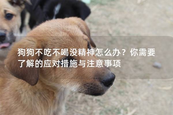 狗狗不吃不喝沒精神怎么辦？你需要了解的應(yīng)對措施與注意事項(xiàng)