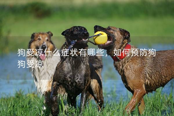 狗受涼什么癥狀有哪些,如何預(yù)防狗狗受涼 狗受涼什么癥狀有哪些,如何預(yù)防狗狗受涼