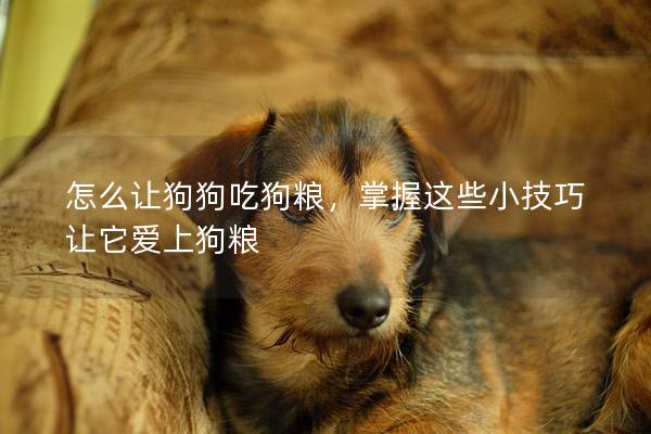 怎么讓狗狗吃狗糧，掌握這些小技巧讓它愛上狗糧
