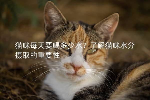 貓咪每天要喝多少水?了解貓咪水分攝取的重要性 貓咪每天要喝多少水?了解貓咪水分攝取的重要性