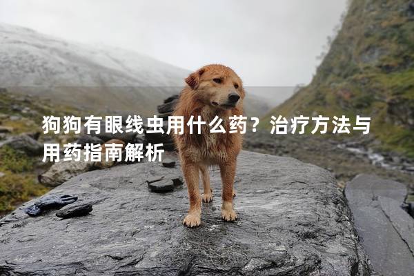 狗狗有眼線蟲用什么藥？治療方法與用藥指南解析