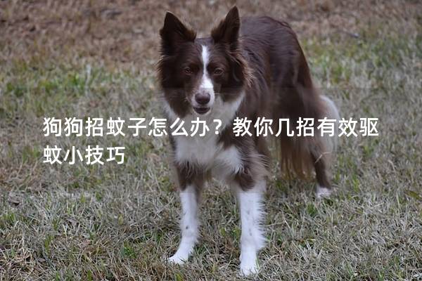 狗狗招蚊子怎么辦?教你幾招有效驅(qū)蚊小技巧 狗狗招蚊子怎么辦?教你幾招有效驅(qū)蚊小技巧