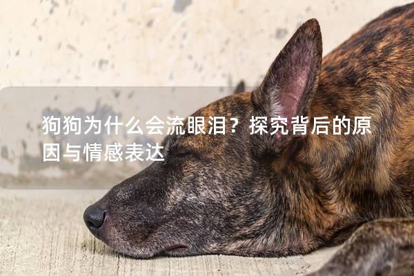 狗狗為什么會流眼淚？探究背后的原因與情感表達