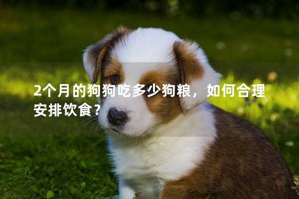 2個月的狗狗吃多少狗糧，如何合理安排飲食？